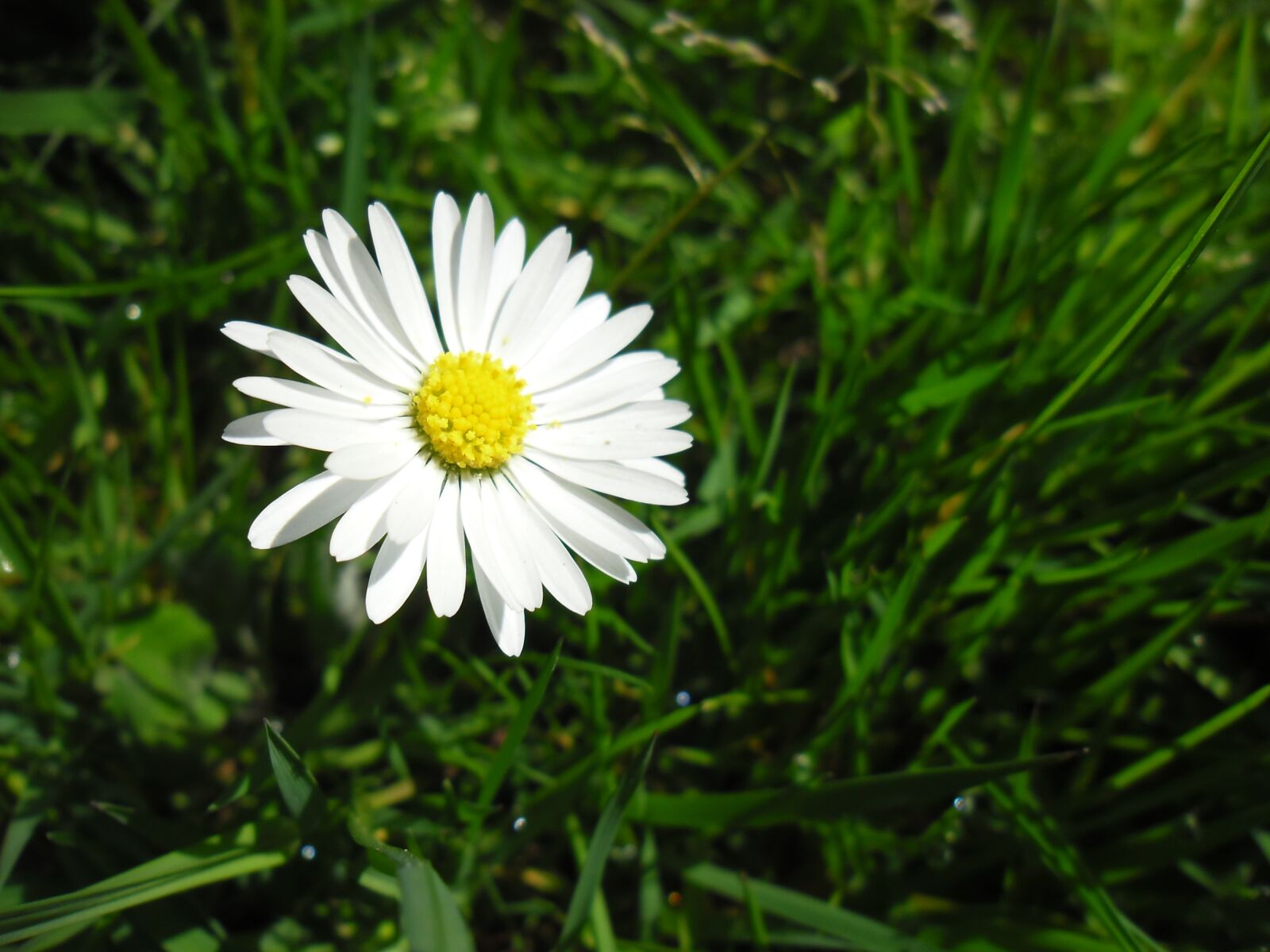 Samsung ES80/ ES81 sample photo. Daisy, bellis perennis, edible photography