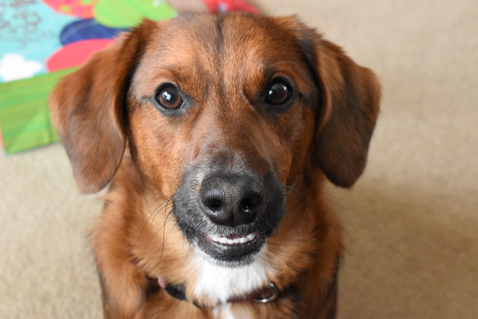 Nikon D5500 sample photo. Dog, cute, pet photography