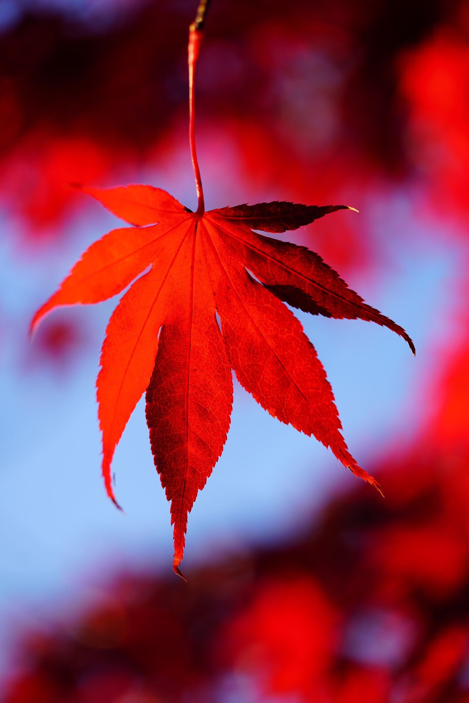 Sony a7R II + Sony FE 90mm F2.8 Macro G OSS sample photo. Maple leaves, leaves, autumn photography
