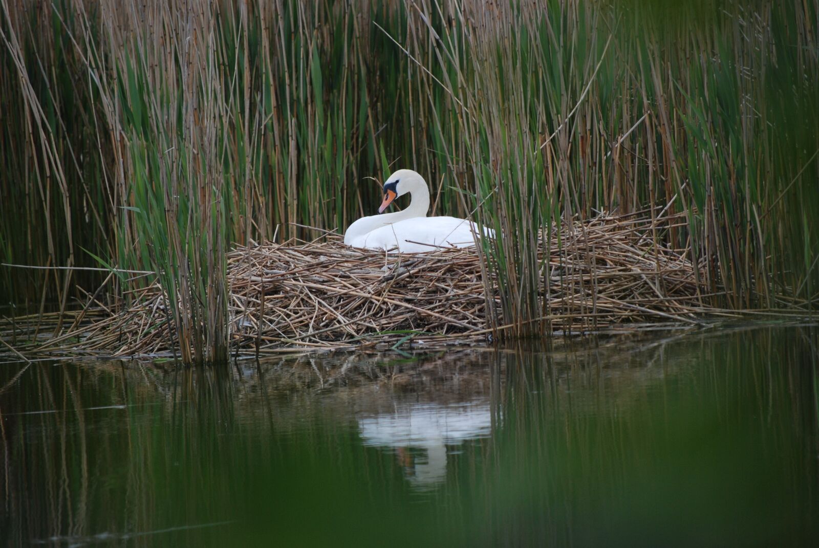 Nikon D80 sample photo. Swan, swan's nest, breed photography