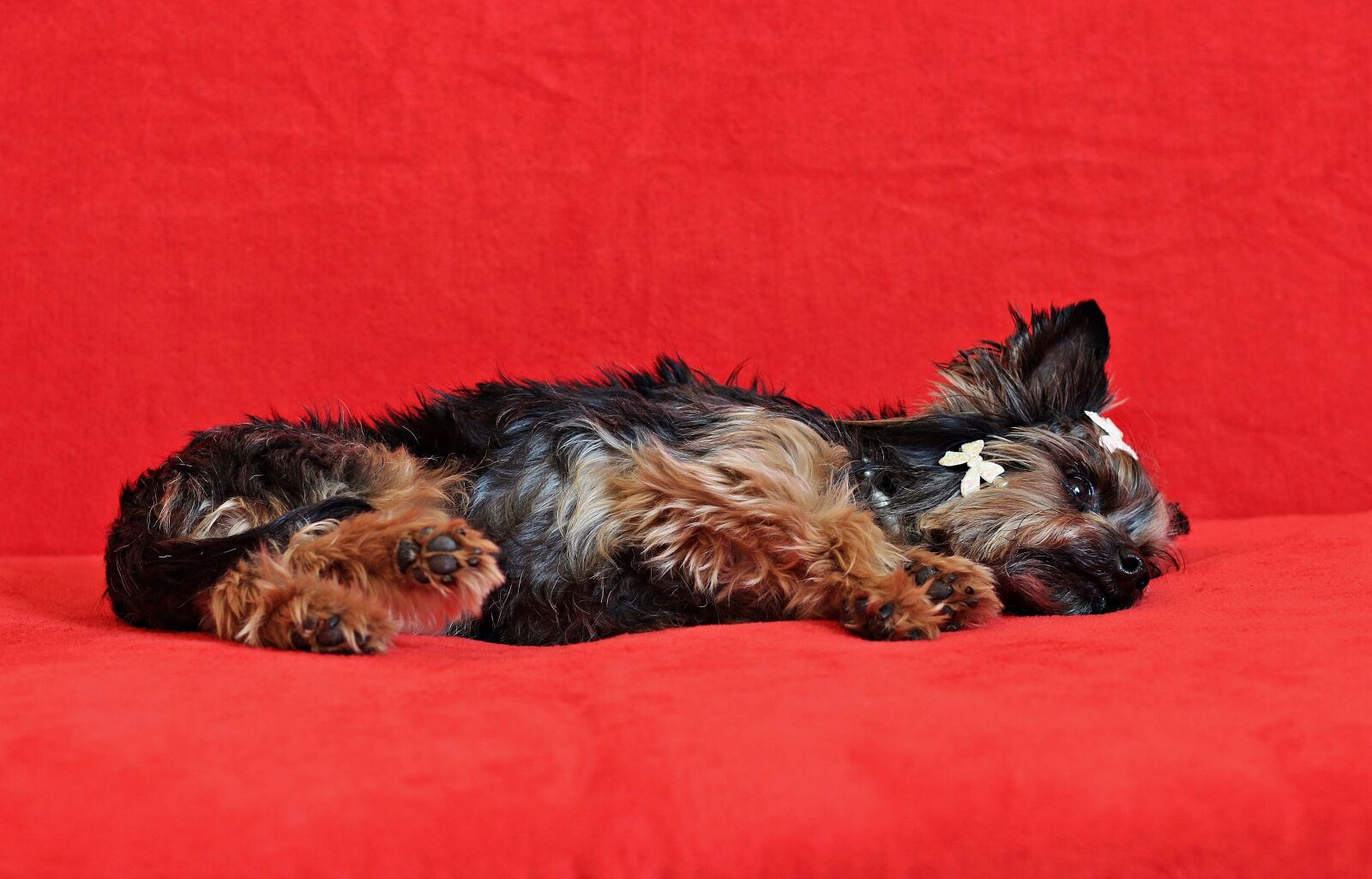 Canon EOS 600D (Rebel EOS T3i / EOS Kiss X5) sample photo. Yorkshire terrier, dog, lie photography