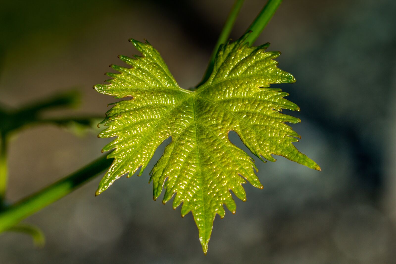 Canon EOS 60D + Canon TAMRON SP 90mm F/2.8 Di VC USD MACRO1:1 F004 sample photo. Wine, leaf, agriculture photography