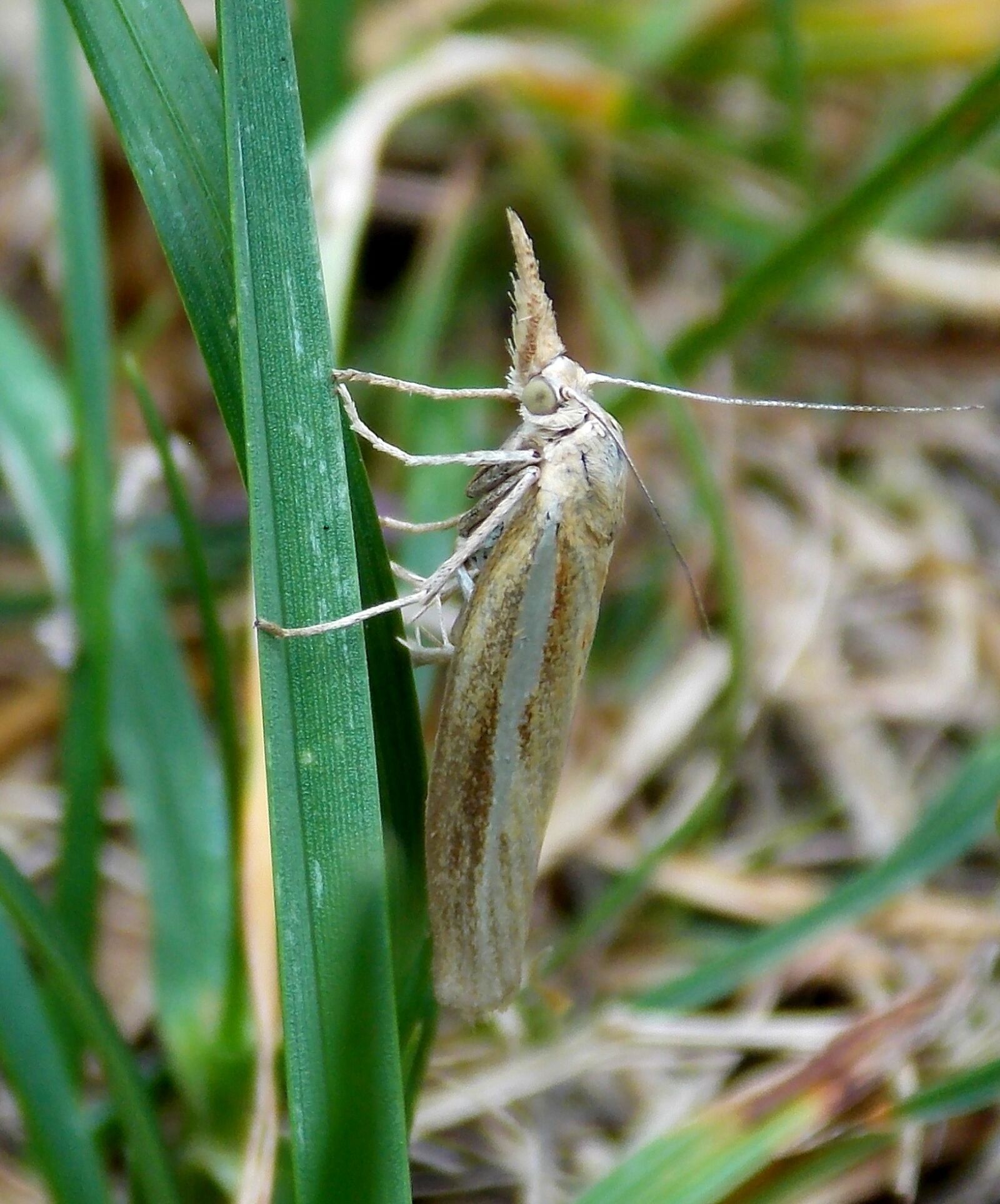 Nikon Coolpix L810 sample photo. Butterfly, borer, grass borer photography