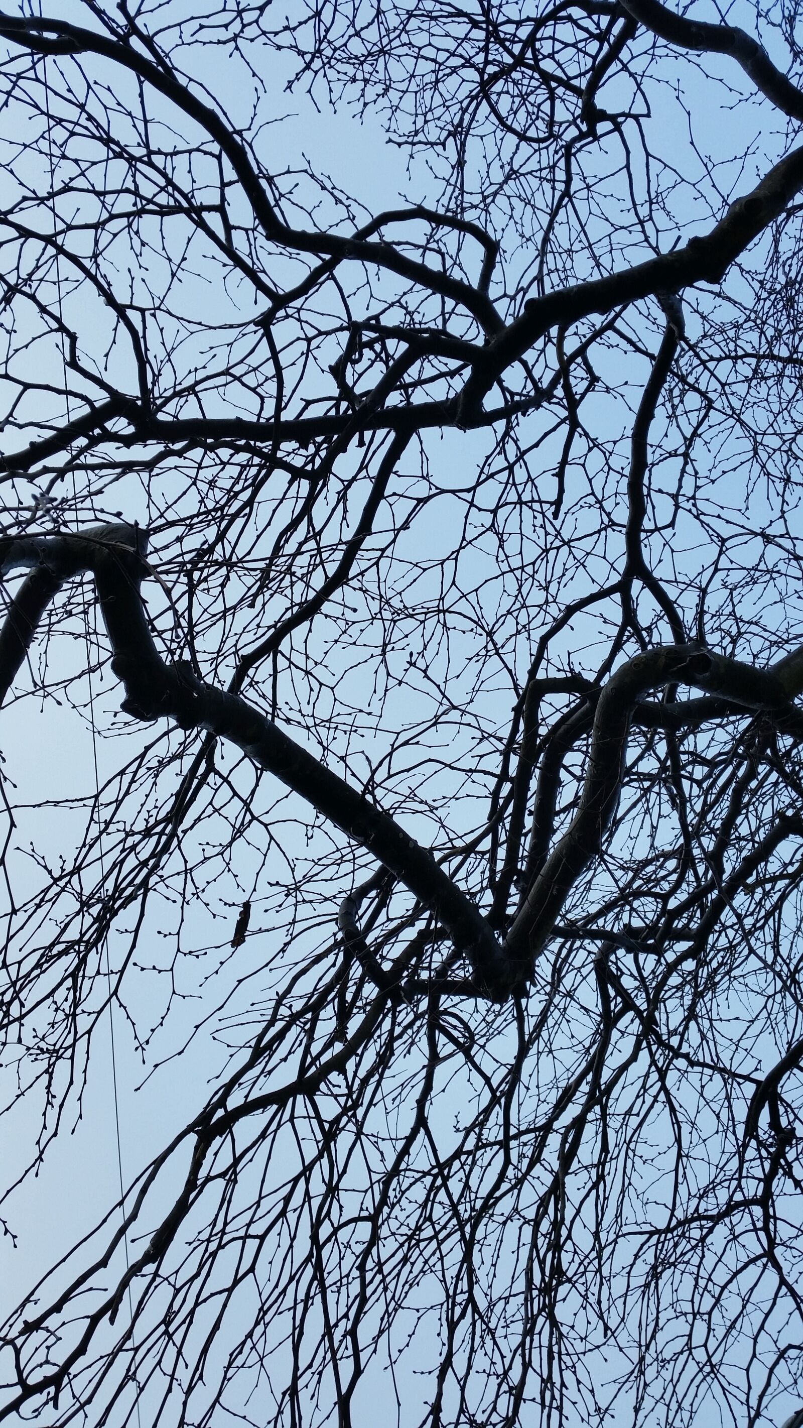 Samsung Galaxy S5 sample photo. Winter, tree, branches photography
