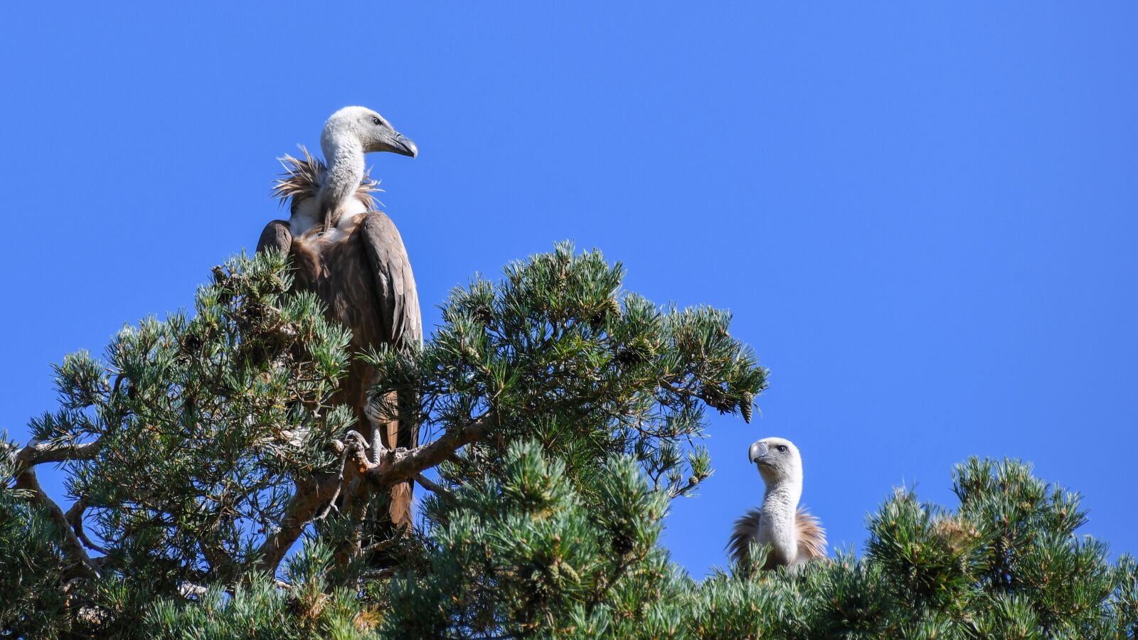 Nikon D500 sample photo. Vulture, raptor, bird photography