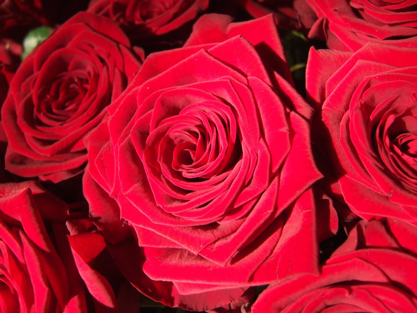 Fujifilm FinePix E900 sample photo. Rose, flower, red photography