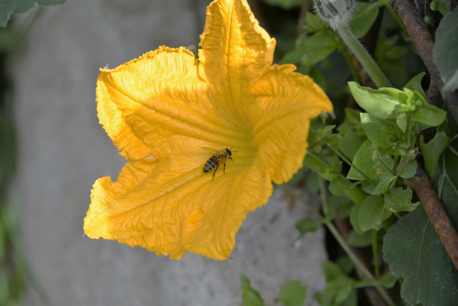 Nikon D610 sample photo. Bee, pumpkin blossom, close photography