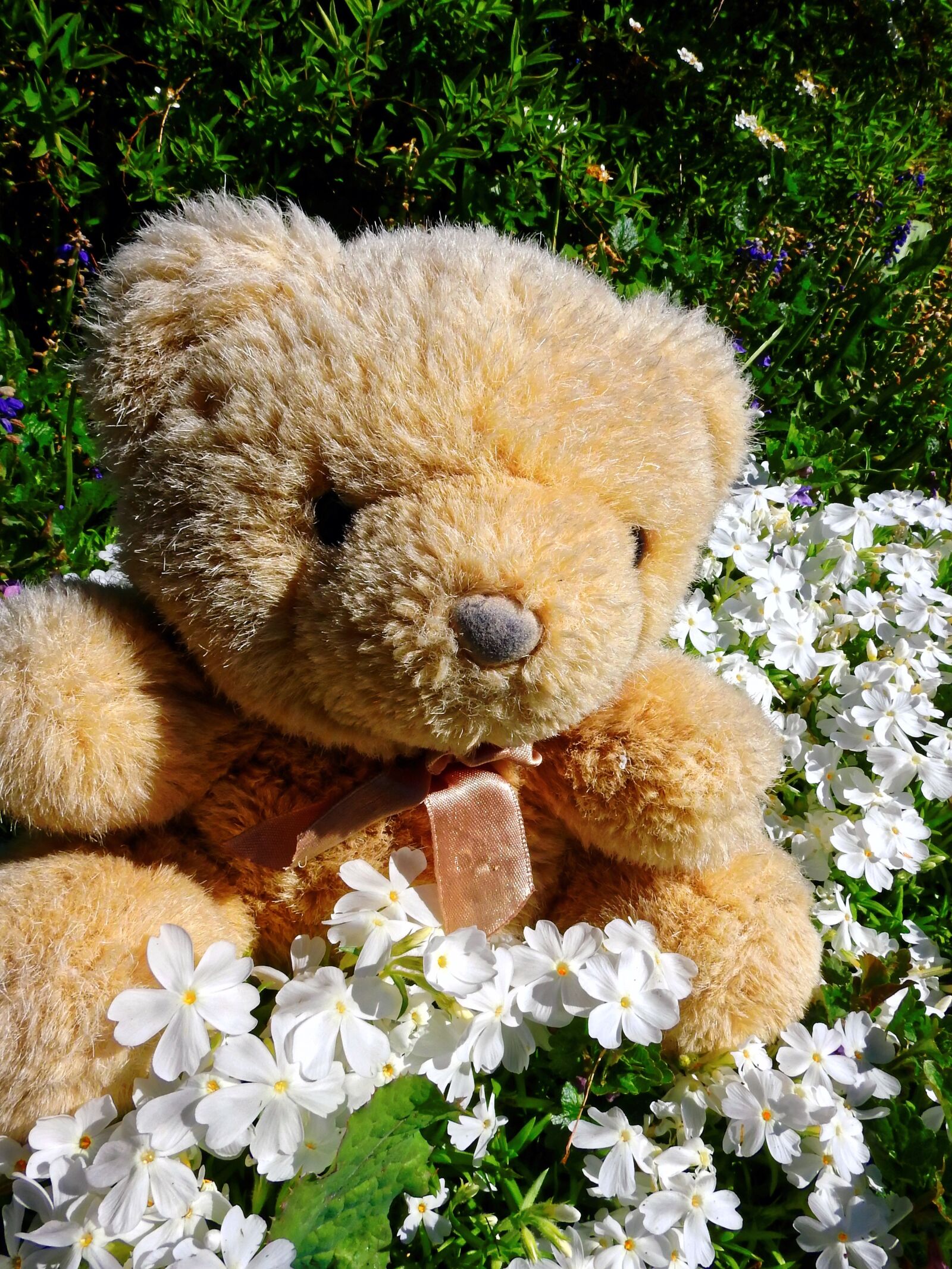Nikon Coolpix P900 sample photo. Teddy bear, teddy, soft photography