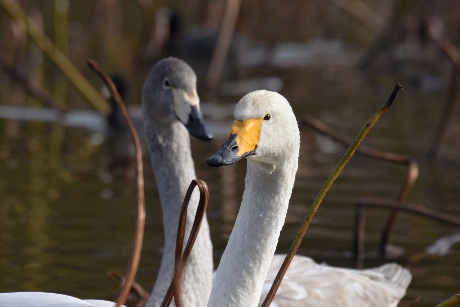 Nikon D7200 sample photo. Animal, pond, water photography