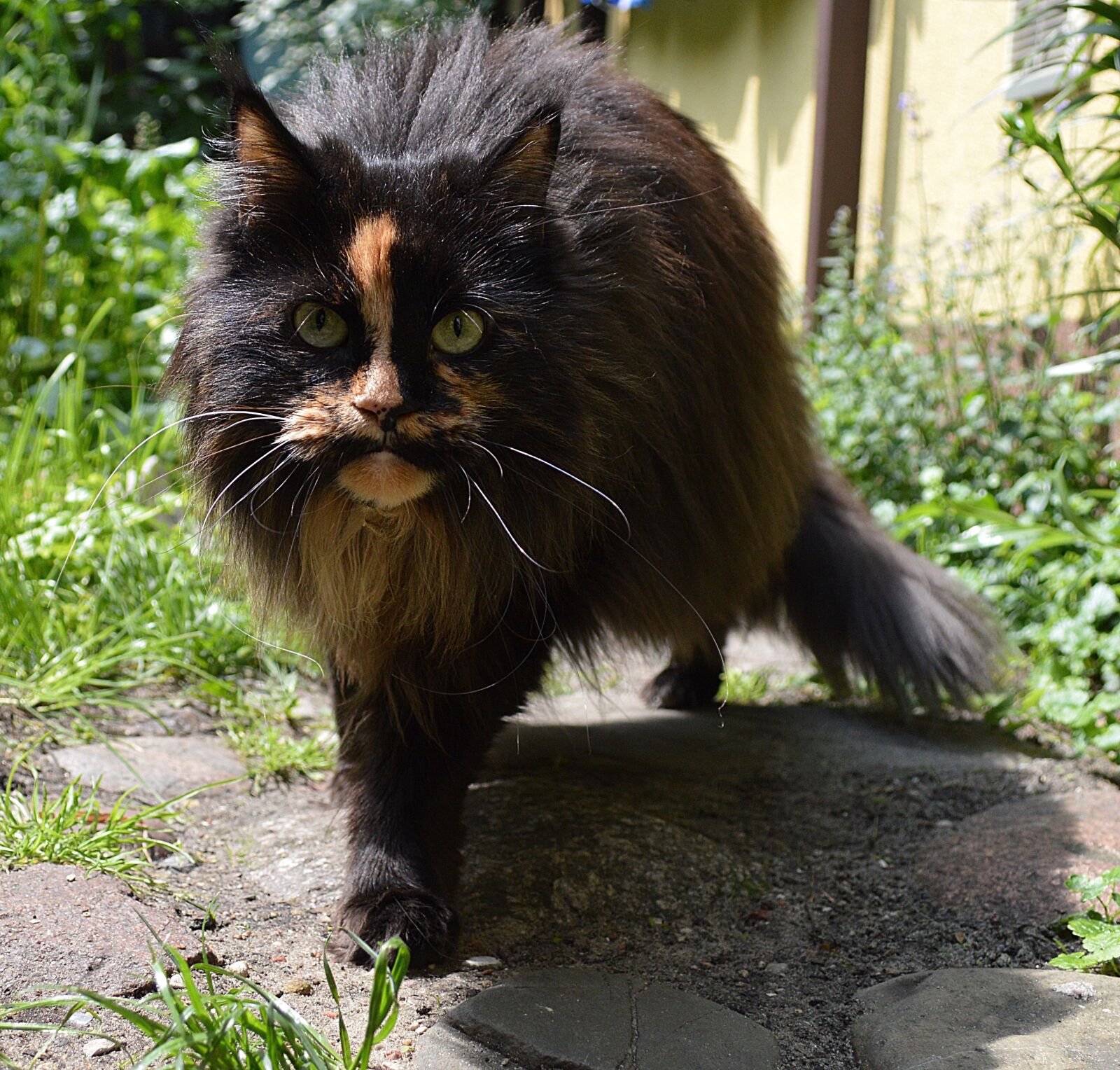 Nikon D3200 sample photo. Ragdoll, cat, kittens photography
