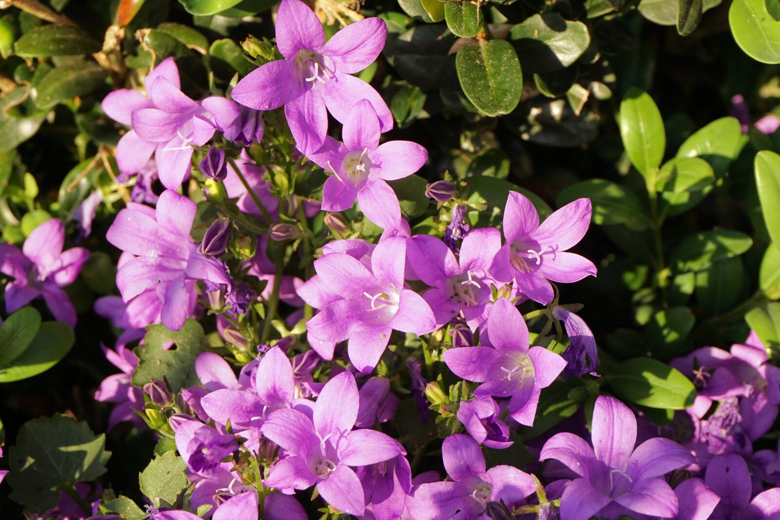 Sony a6000 sample photo. Flowers, bloom, nature photography