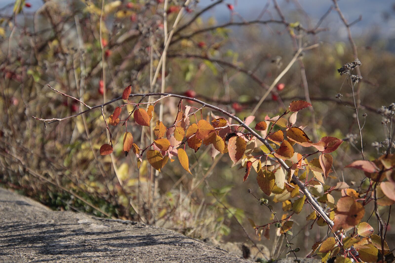 Canon EOS 700D (EOS Rebel T5i / EOS Kiss X7i) sample photo. Branch, wall, autumn photography