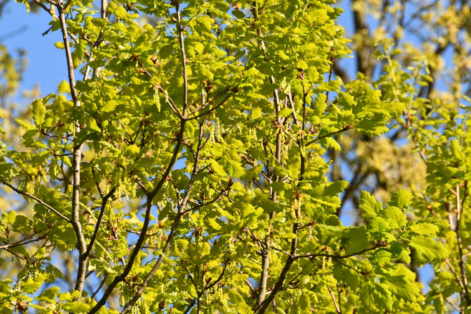 Nikon D7500 sample photo. Leaves, background, tender photography