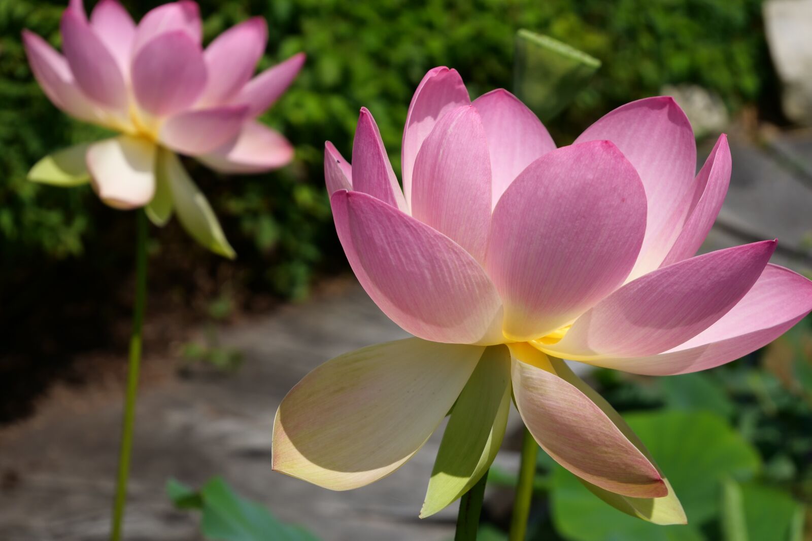 Panasonic Lumix DC-G9 sample photo. Lotus, flower, nature photography