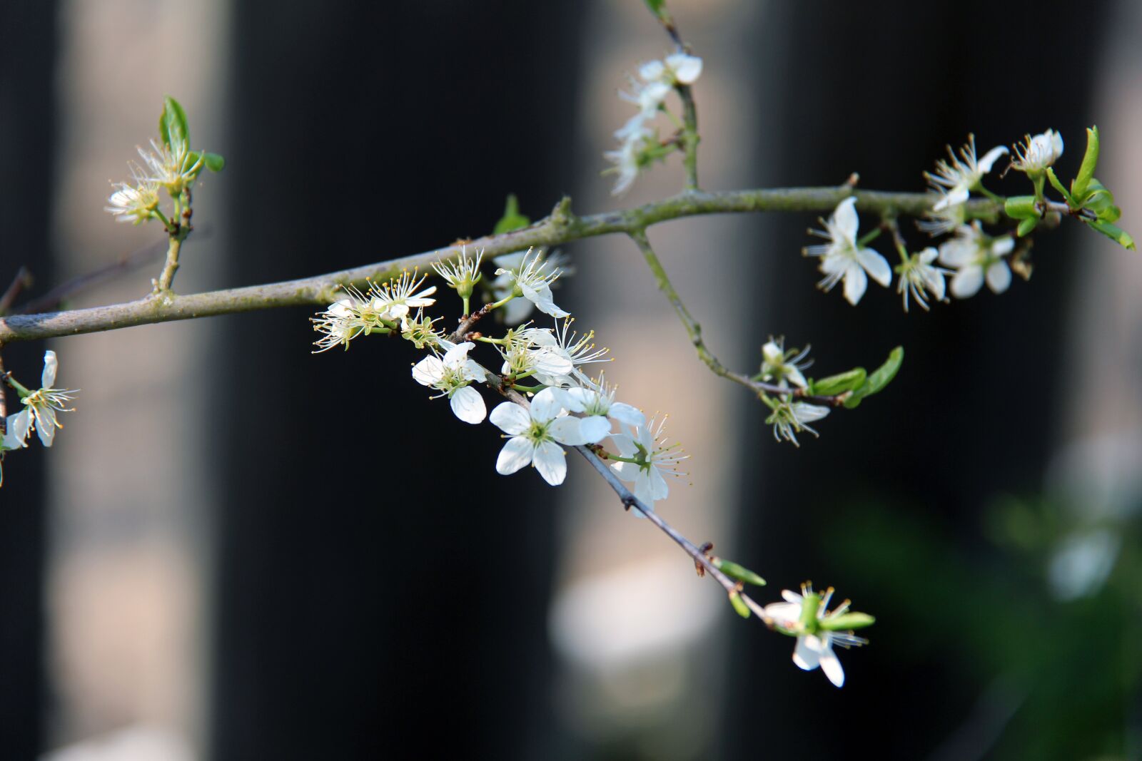 Canon EF-S 18-200mm F3.5-5.6 IS sample photo. Flower, plant, blossom photography