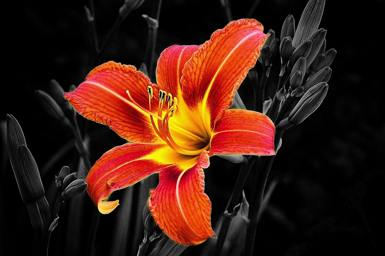 Canon EOS 1200D (EOS Rebel T5 / EOS Kiss X70 / EOS Hi) + Canon TS-E 90mm F2.8 Tilt-Shift sample photo. Flower, lily, selective color photography