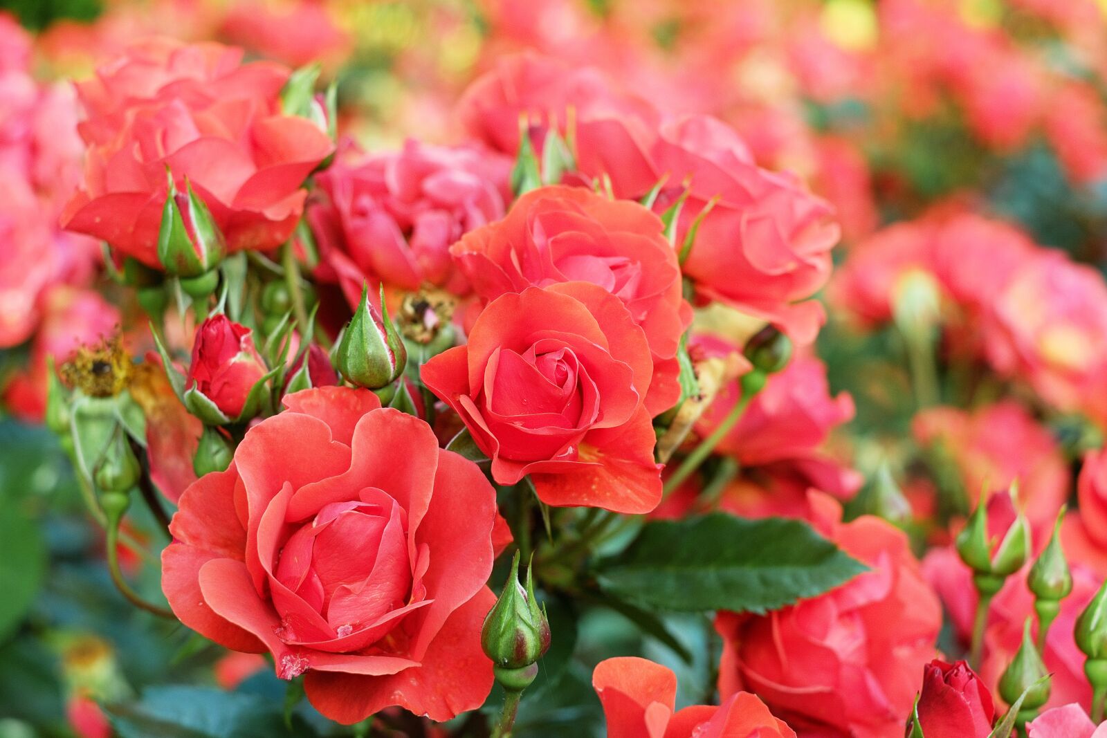 Fujifilm X-T10 + Fujifilm XF 35mm F1.4 R sample photo. Roses, red, rose flower photography
