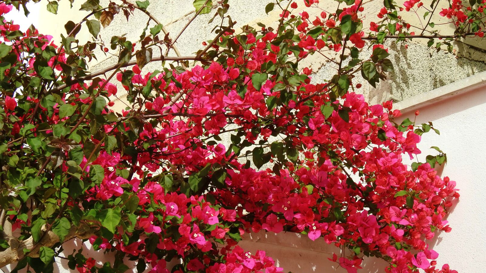 Nikon Coolpix P900 sample photo. Bush, faye, garden photography