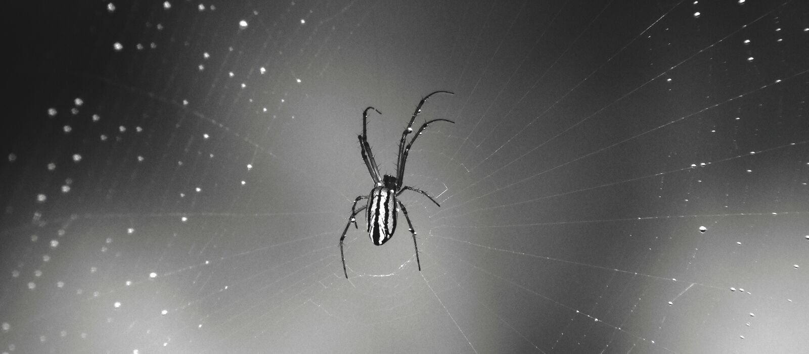 Nikon Coolpix B700 sample photo. Macro, black and white photography
