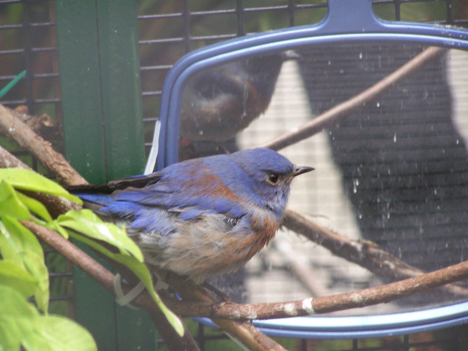 Kodak EASYSHARE Z710 ZOOM DIGITAL CAMERA sample photo. Bluebird, mad, angry photography