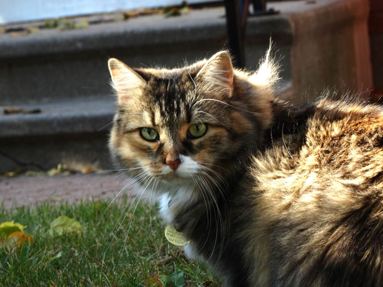 Sony Cyber-shot DSC-HX300 sample photo. Cat, staring, domestic photography