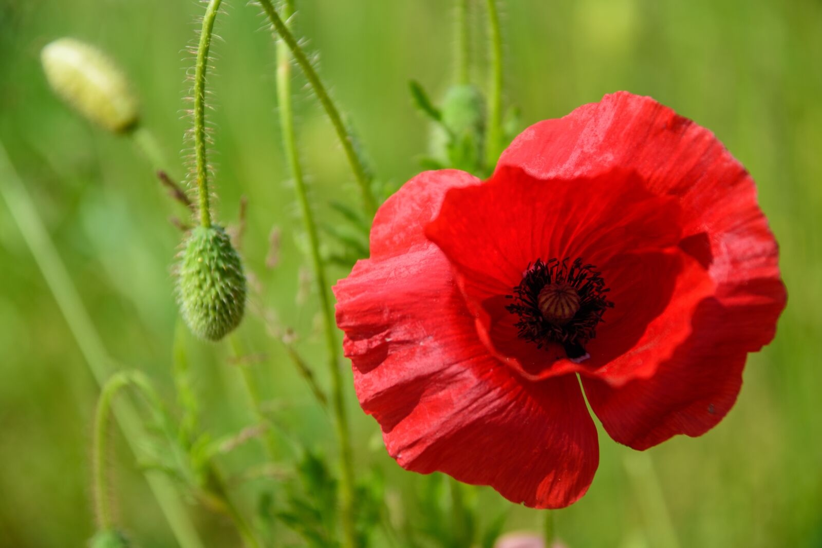 Nikon D5500 sample photo. Poppy, klatschmohn, red poppy photography