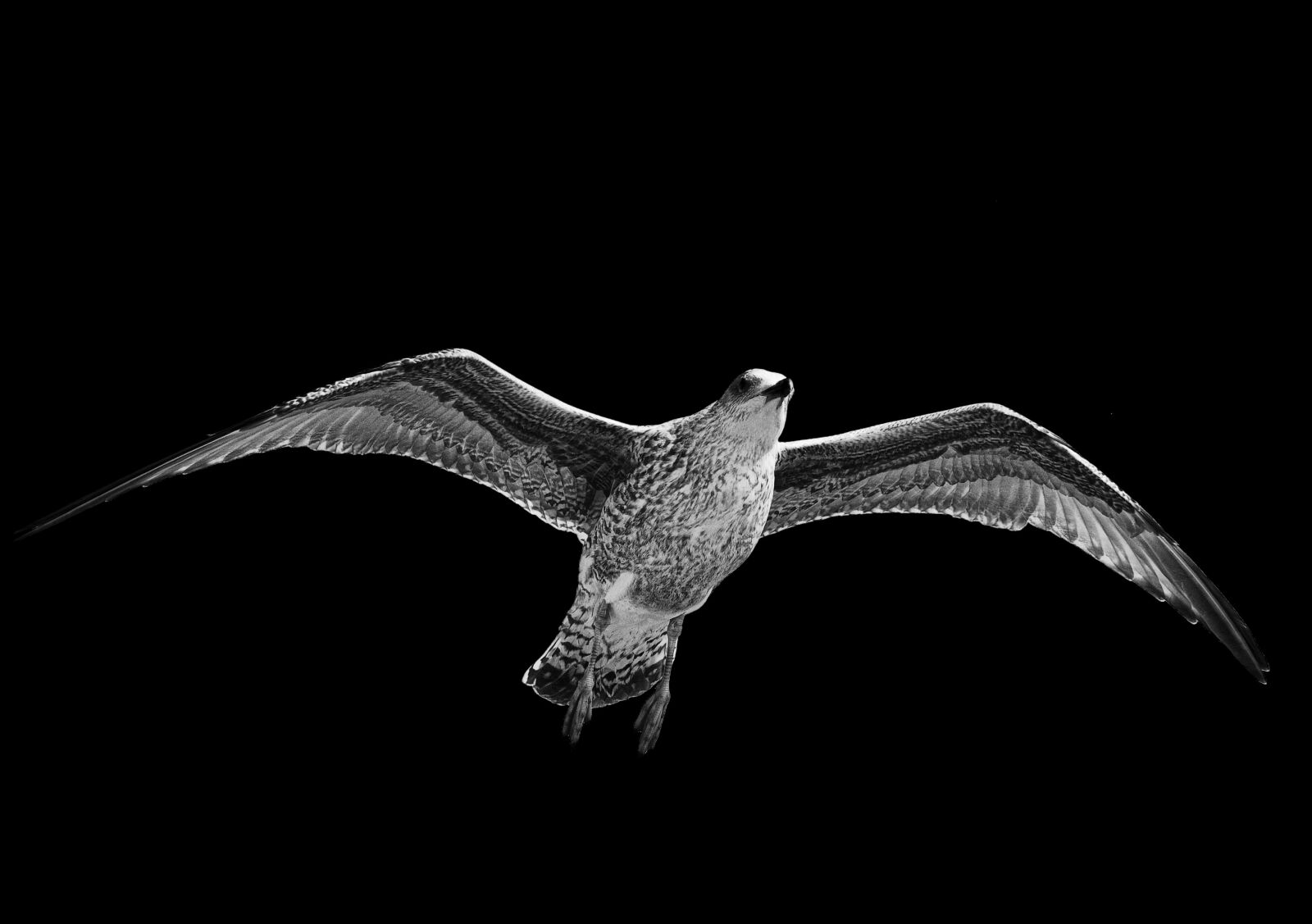 Nikon D3000 sample photo. Seagull, black, white photography