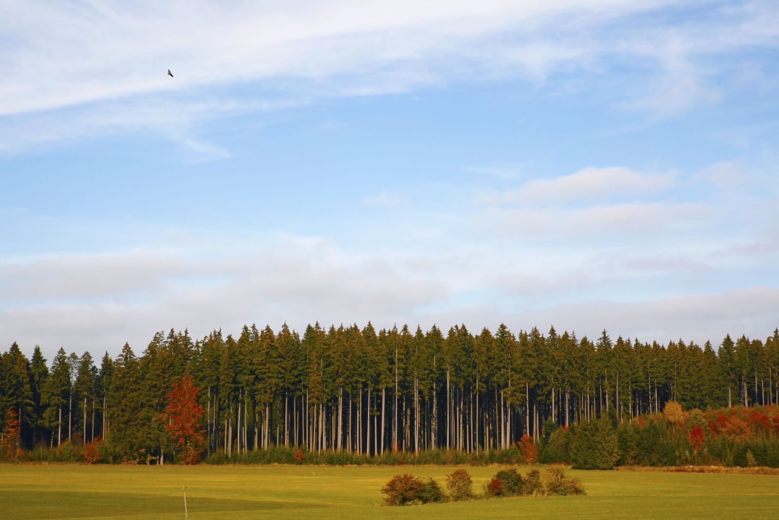Canon EOS 5D Mark II sample photo. Forest landscape, forest, pine photography