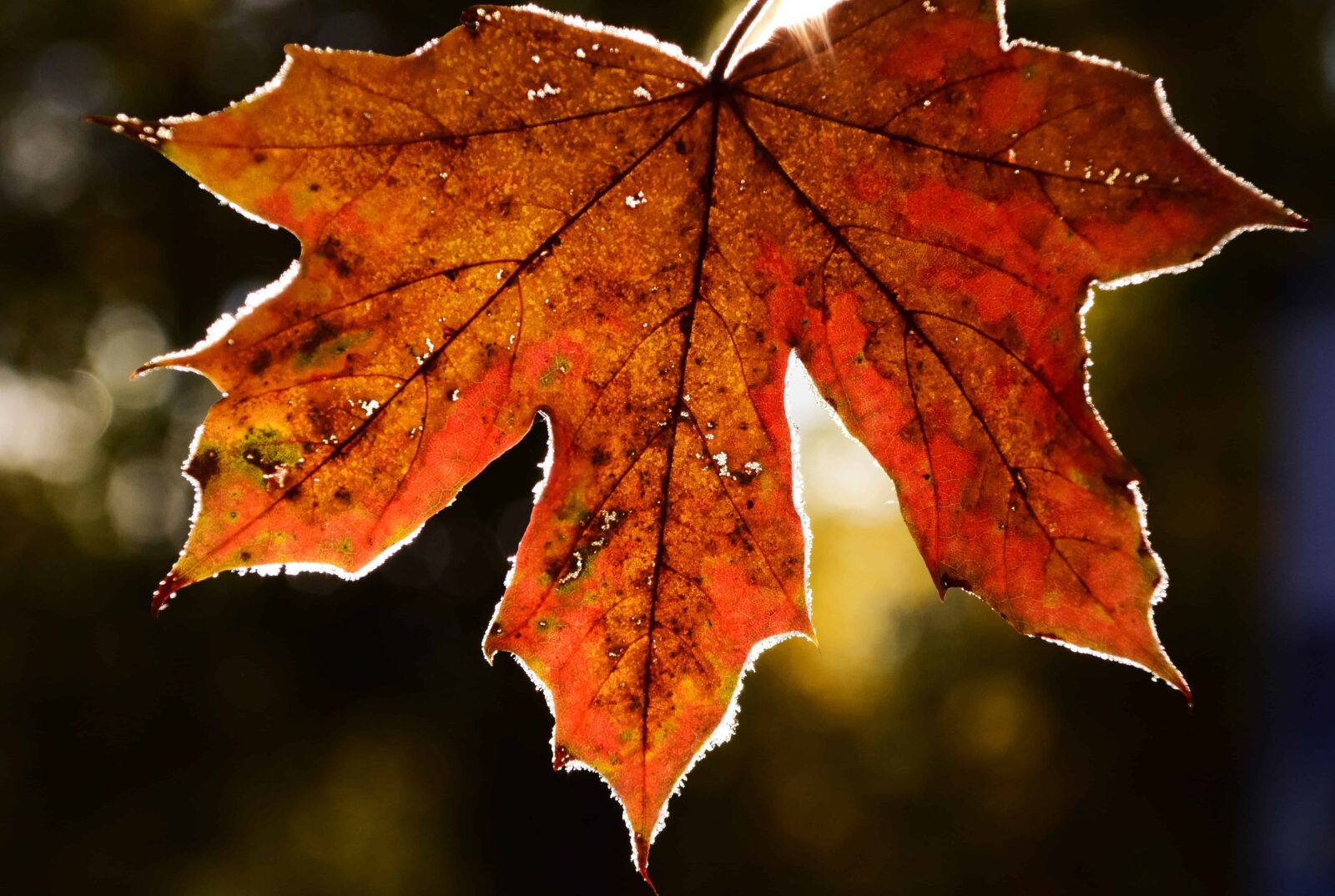 Nikon D3300 sample photo. Leaf, nature, autumn, macro photography