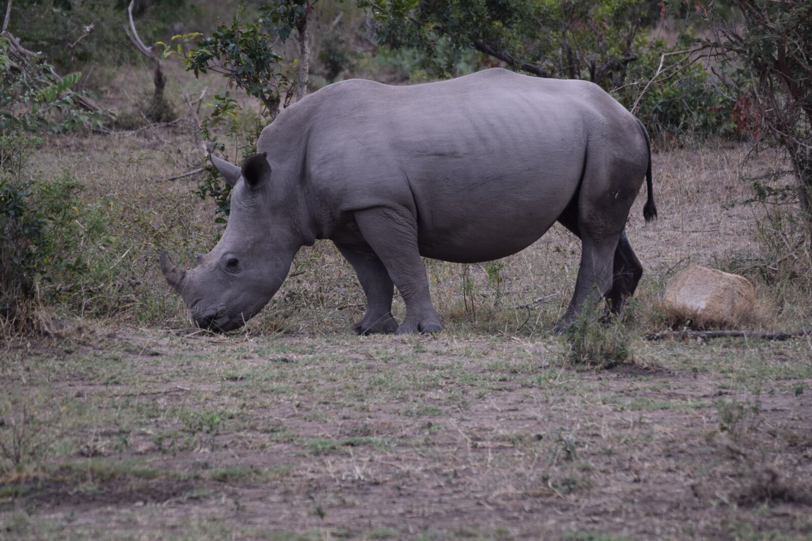 Nikon D5300 sample photo. Rhinoceros, africa, aminlals photography