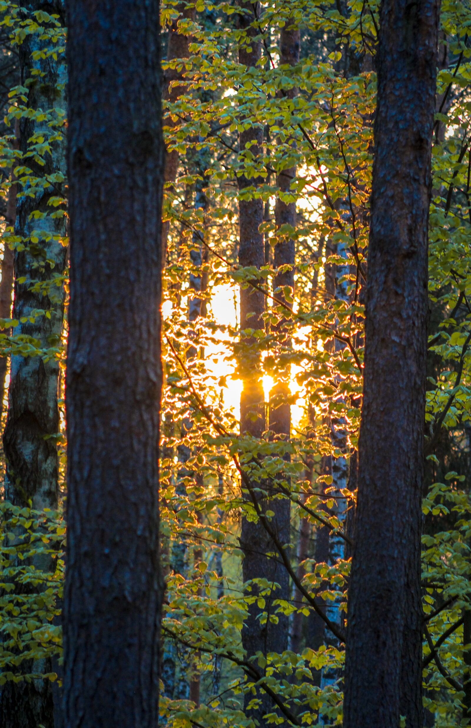 Canon EF75-300mm f/4-5.6 sample photo. Forest, sun, nature photography