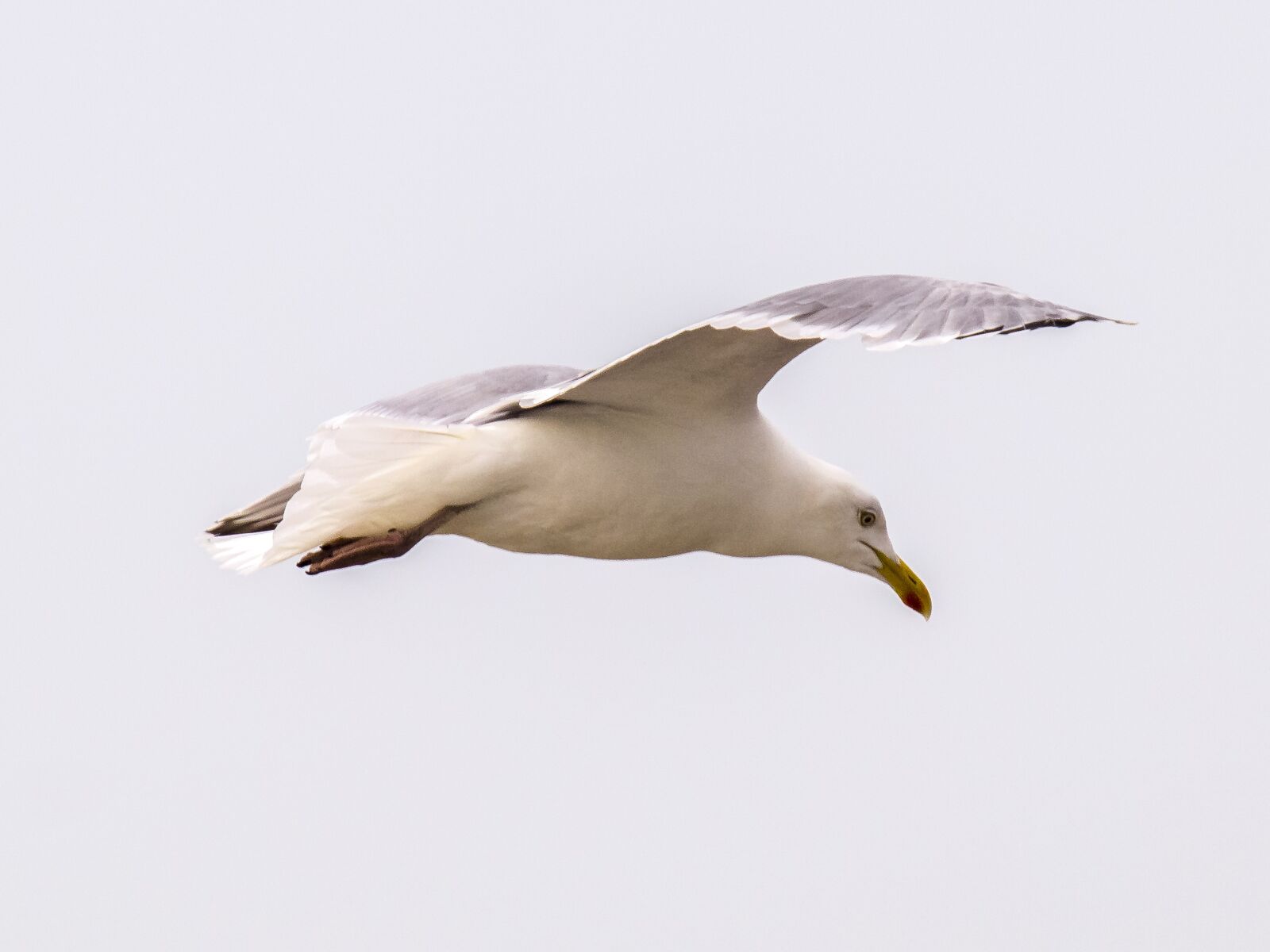 Olympus E-5 sample photo. Herring gull, seagull, bird photography