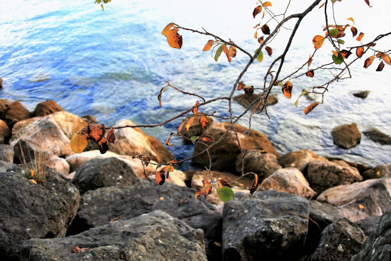 Canon EOS 400D (EOS Digital Rebel XTi / EOS Kiss Digital X) sample photo. Mood, autumn, morning photography