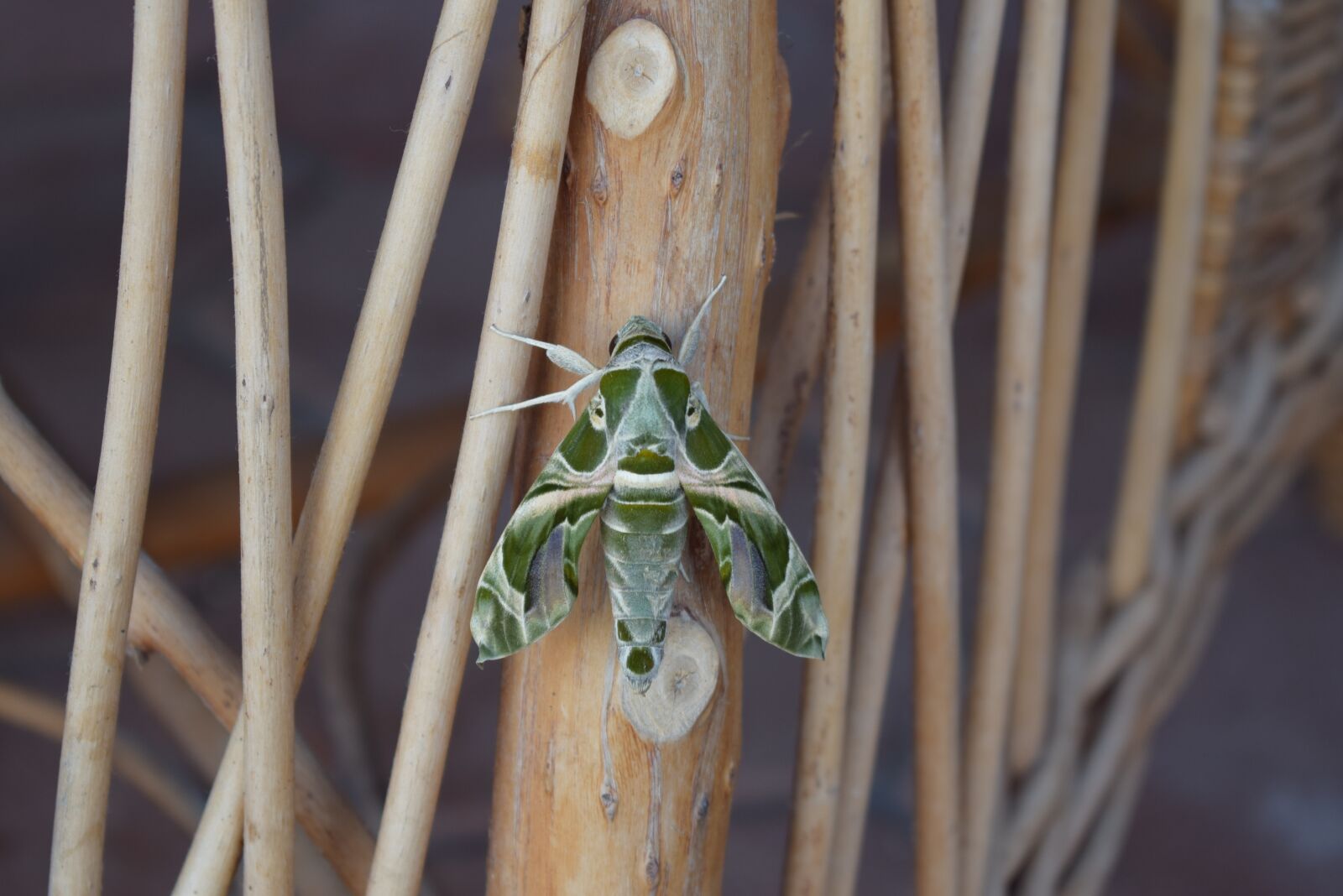 Nikon D3300 sample photo. Butterfly, insect, green photography