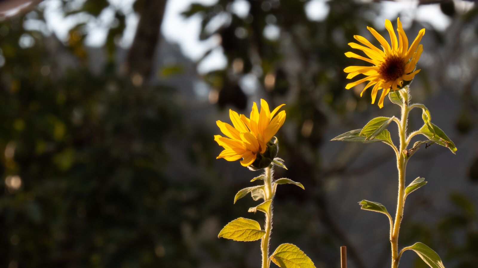 Canon PowerShot SX50 HS sample photo. Sunflower, flowers, flower photography