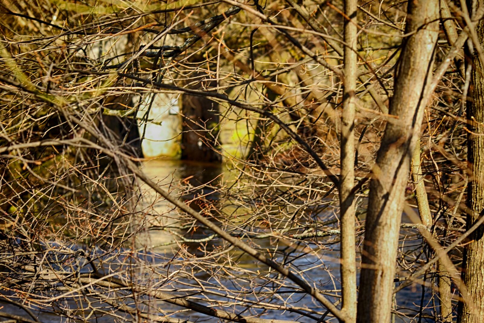 Canon EOS 7D Mark II + Canon EF 135mm F2L USM sample photo. Nature, river, wood photography