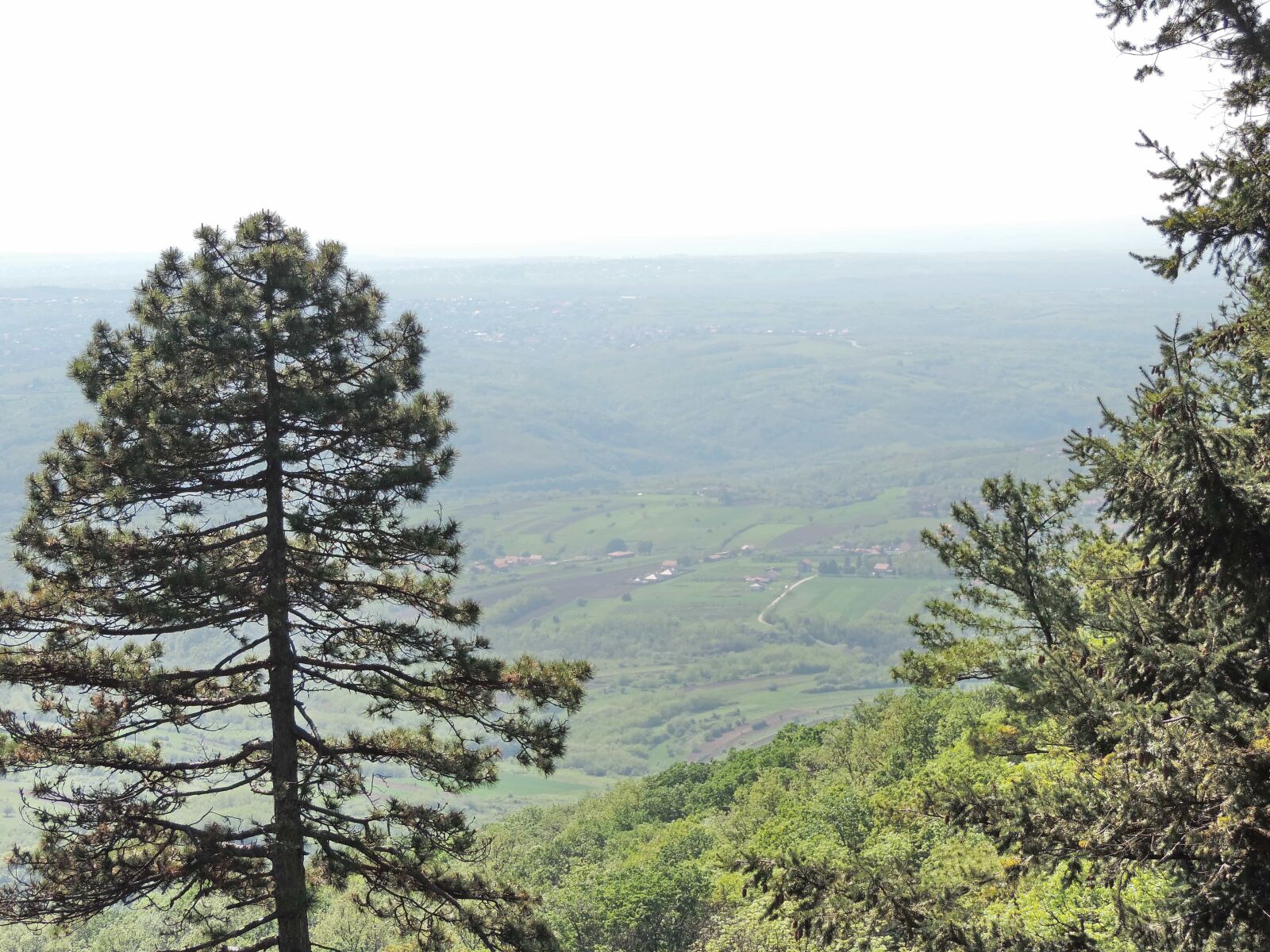 Nikon Coolpix P520 sample photo. Conifers, hills, hilltop, pine photography