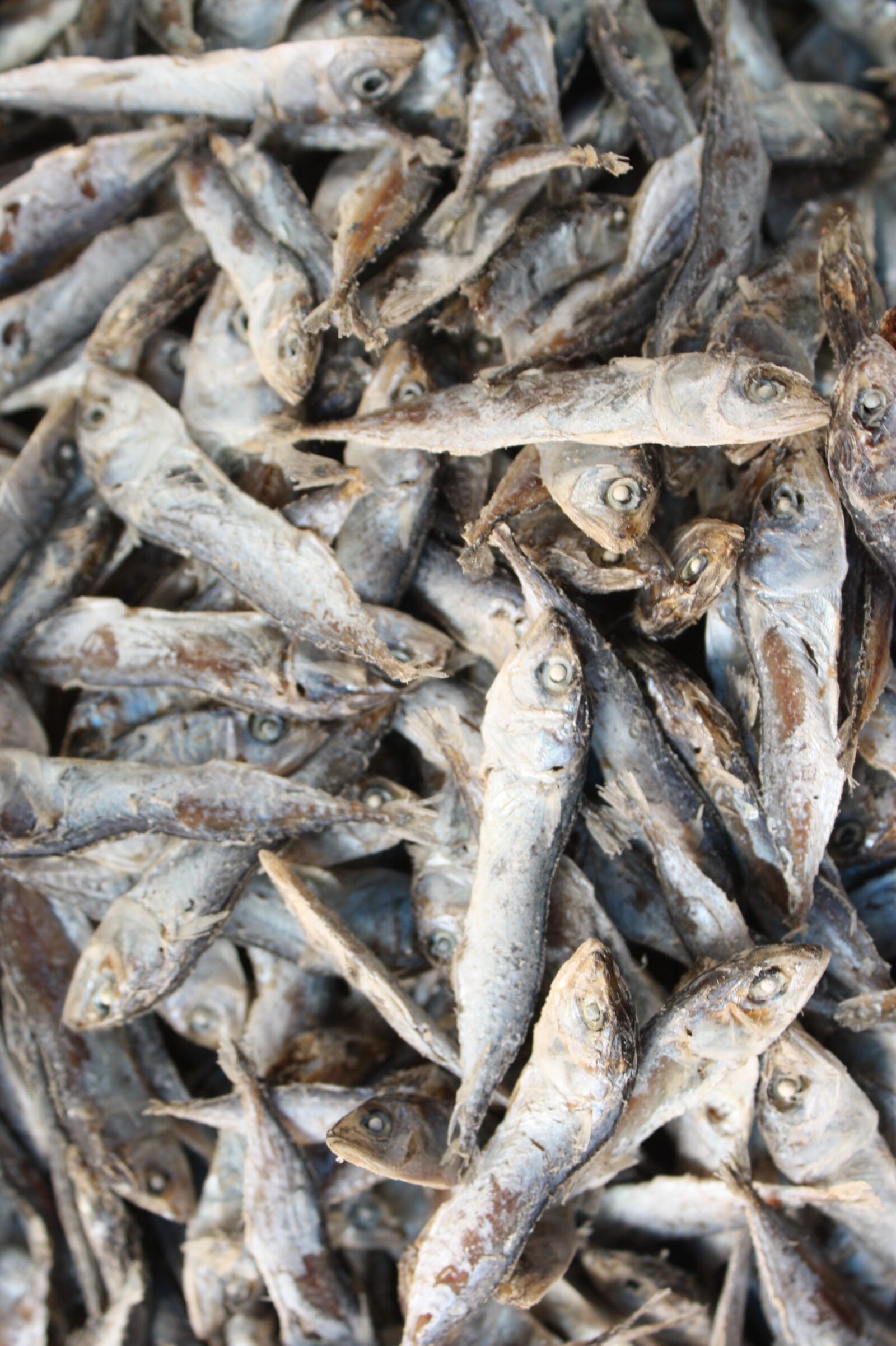 Canon EOS 450D (EOS Rebel XSi / EOS Kiss X2) sample photo. Salted fish, of the photography