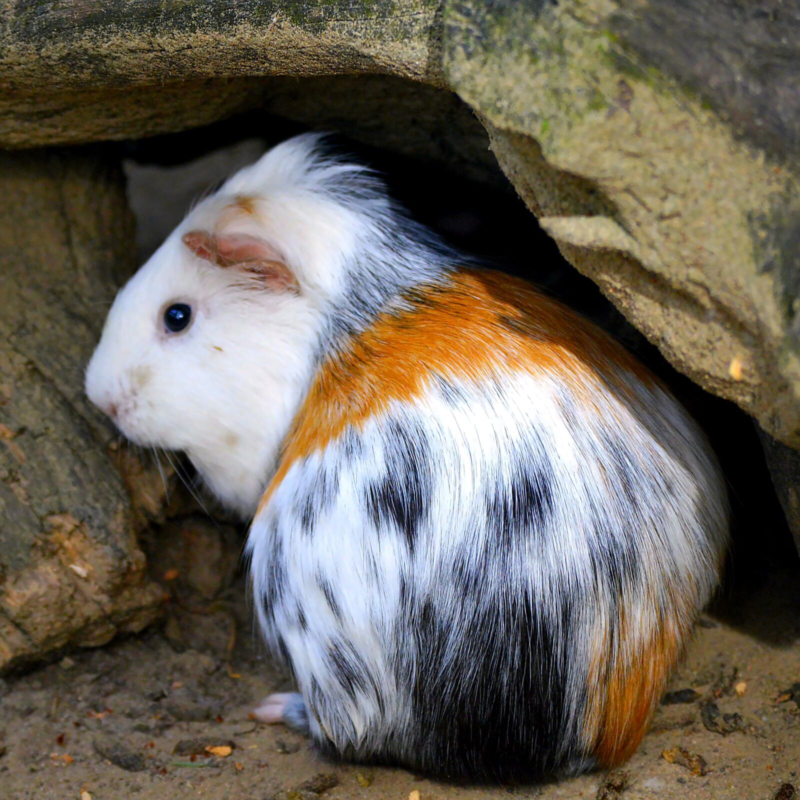 Nikon D3200 sample photo. Guinea pig, colorful, beautiful photography