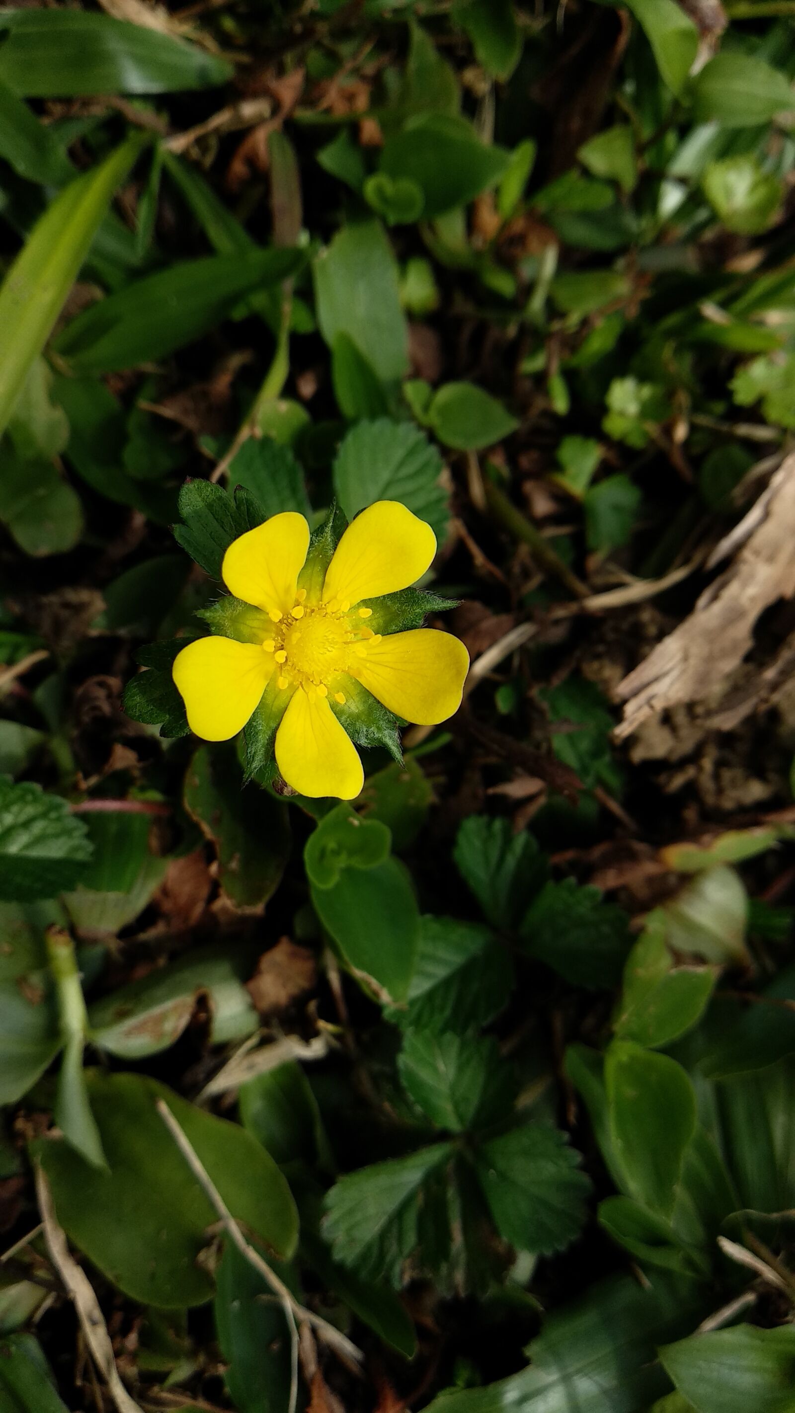 Xiaomi Mi A1 sample photo. Flower, yellow, close-up photography