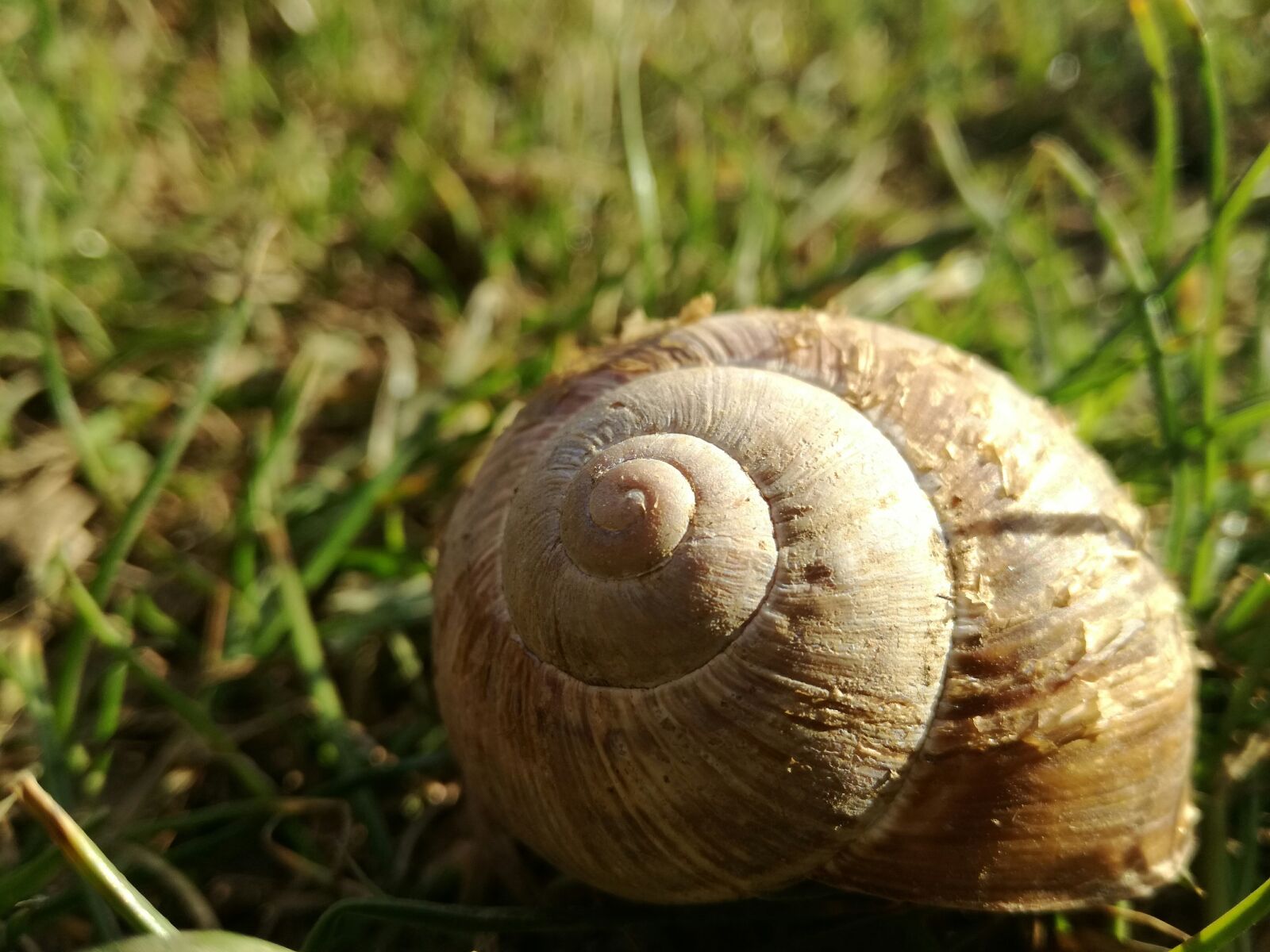 HUAWEI P9 LITE sample photo. Snail shell, snail, nature photography