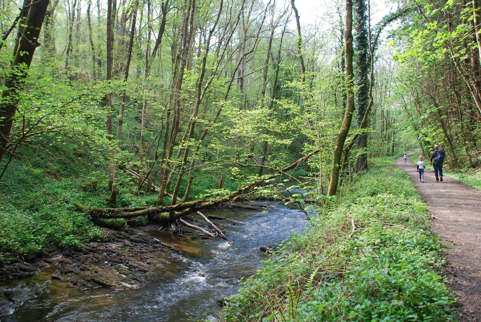 Nikon D80 sample photo. Woodland, trees, walk photography