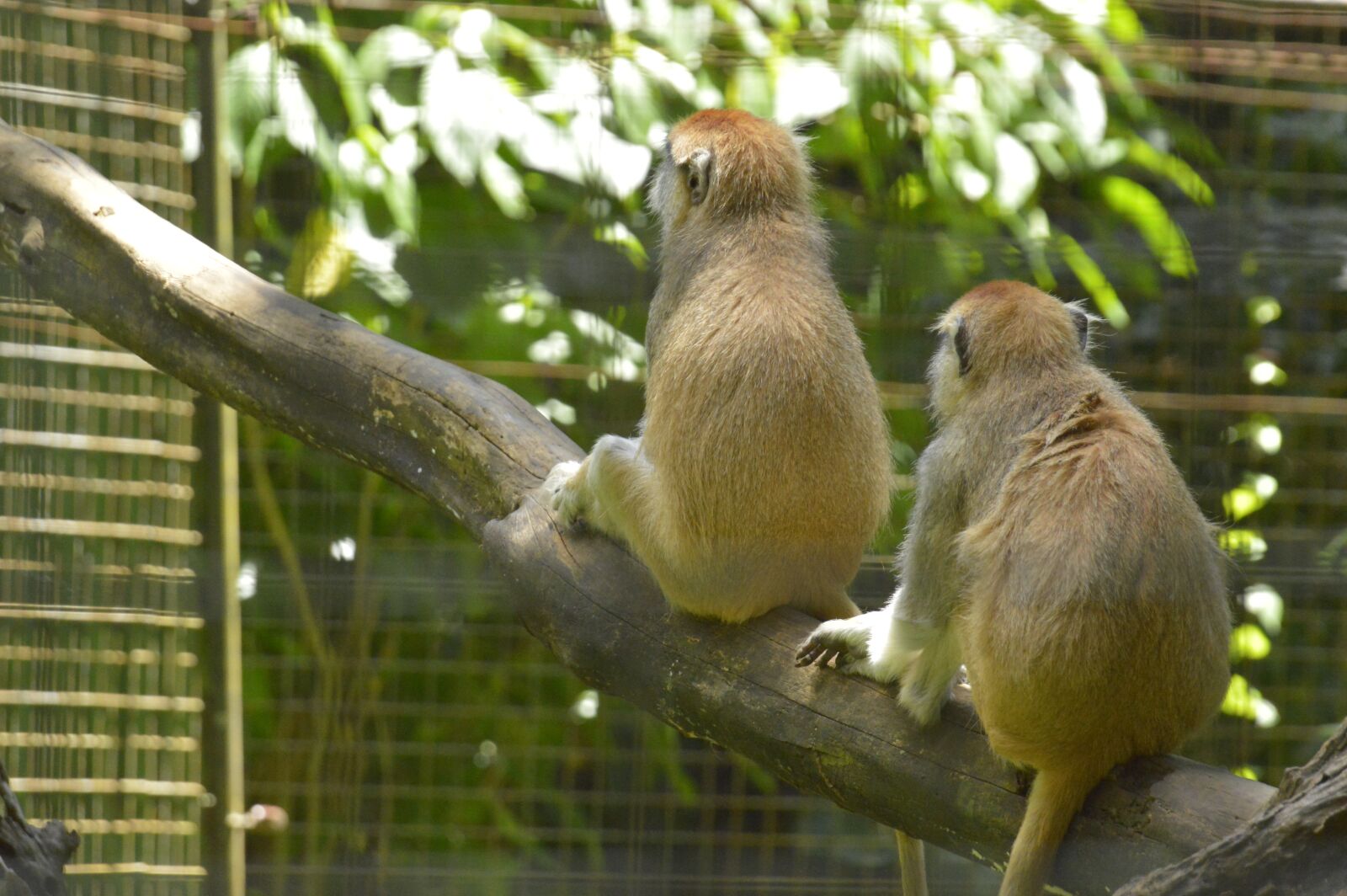 Nikon D3200 sample photo. Monkeys, costa rica, animals photography