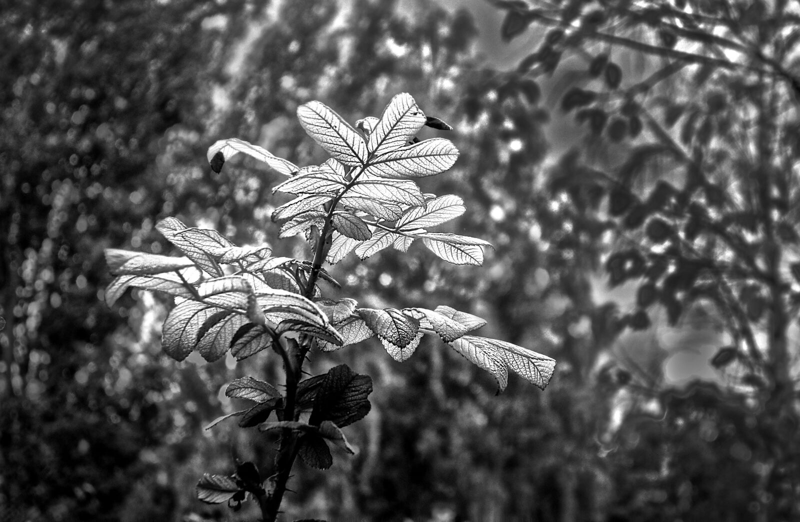 Sony Cyber-shot DSC-RX100 sample photo. Leaf, branch, foliage photography