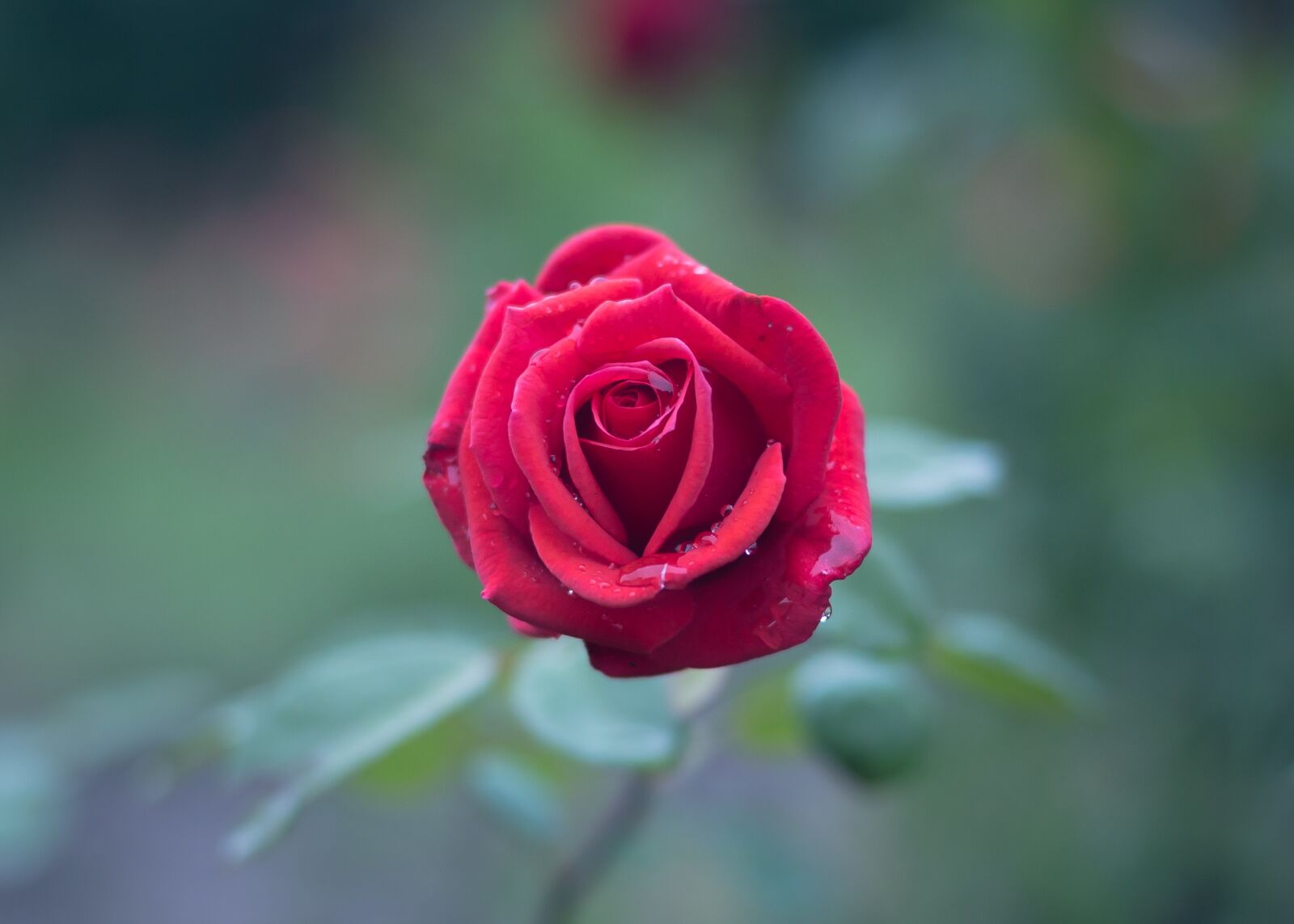 Canon EOS 6D + Canon EF 50mm F1.4 USM sample photo. Bloom, blossom, dew photography