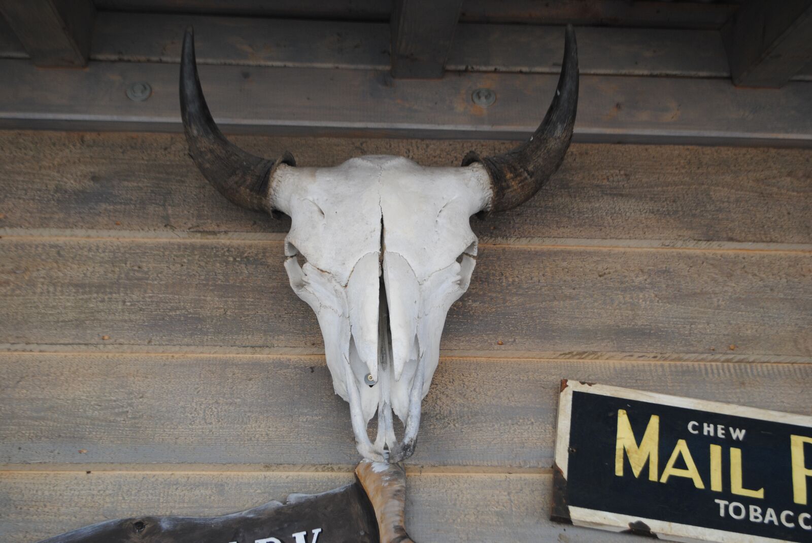 Nikon D3000 sample photo. Ox, skull, head photography