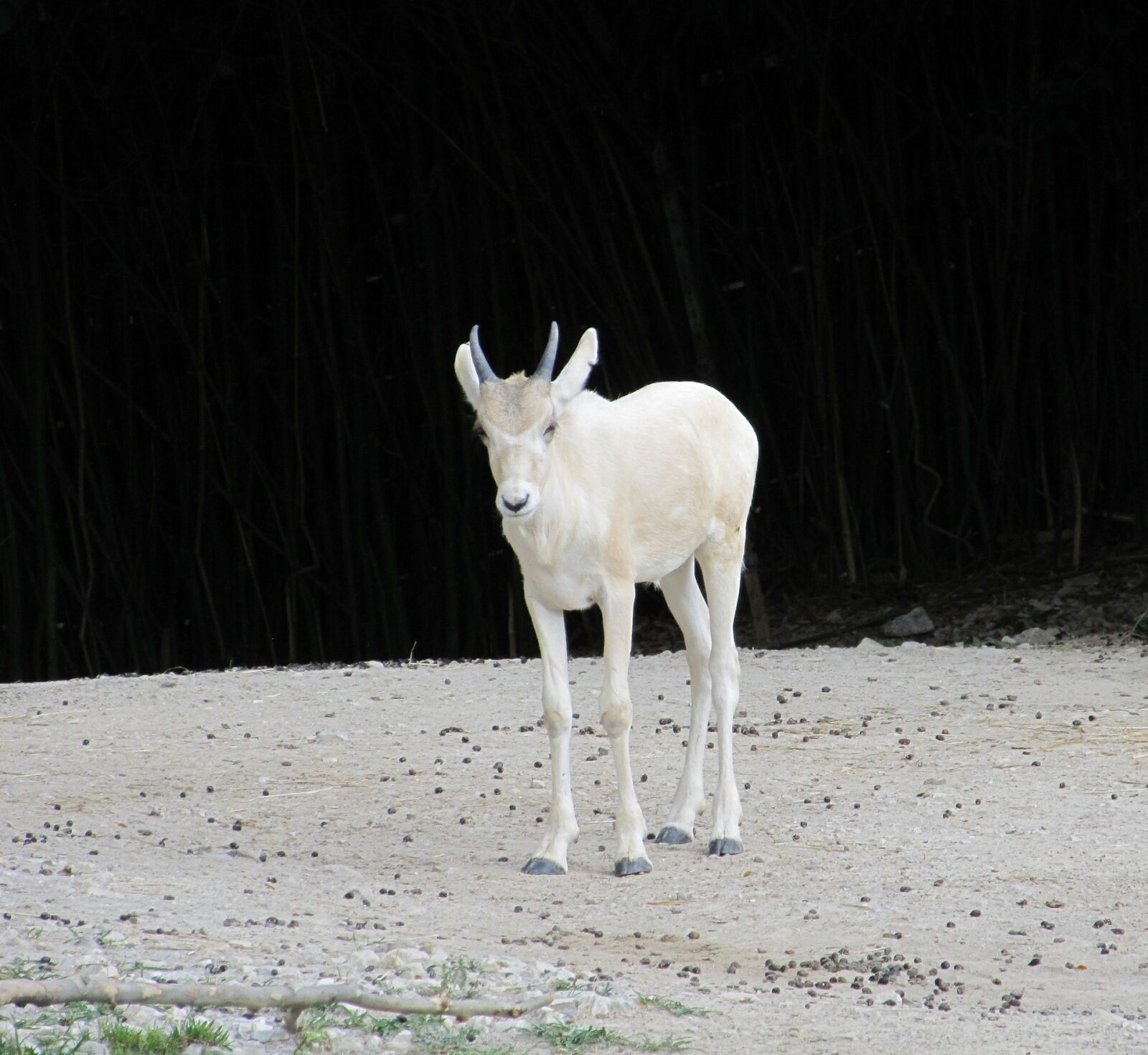 Canon PowerShot SX130 IS sample photo. Gazelle, antelope, wildlife photography