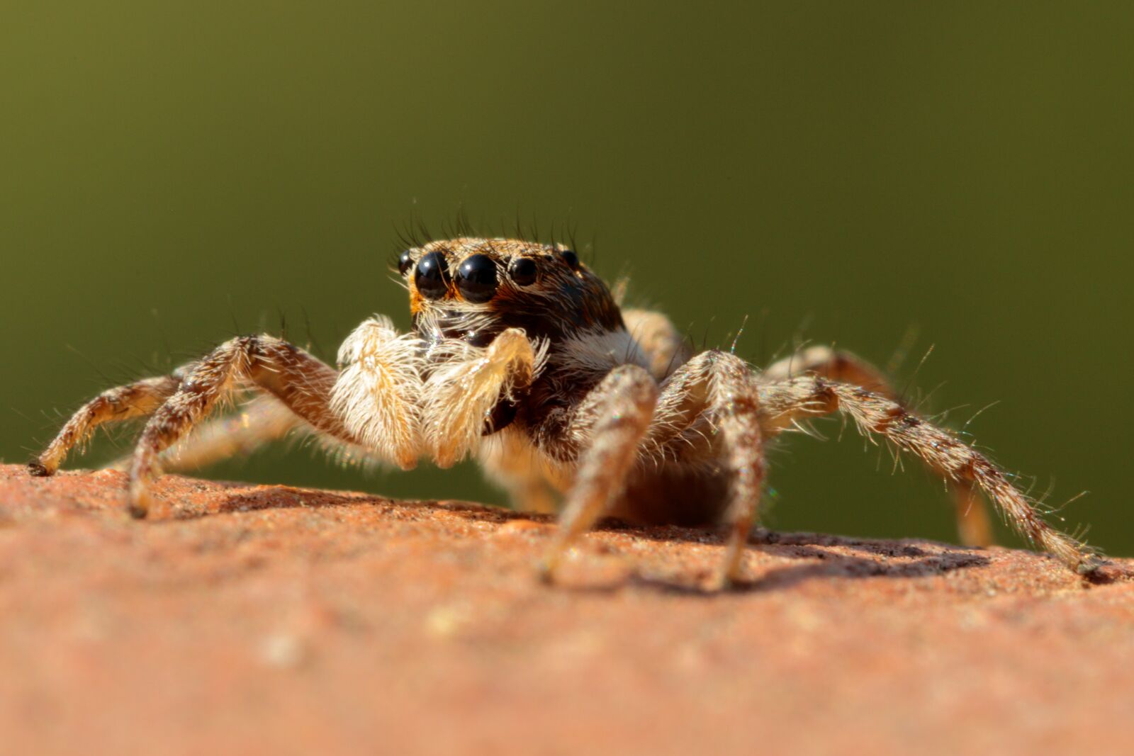 Canon EOS 7D Mark II sample photo. Spider, jumper, insects photography