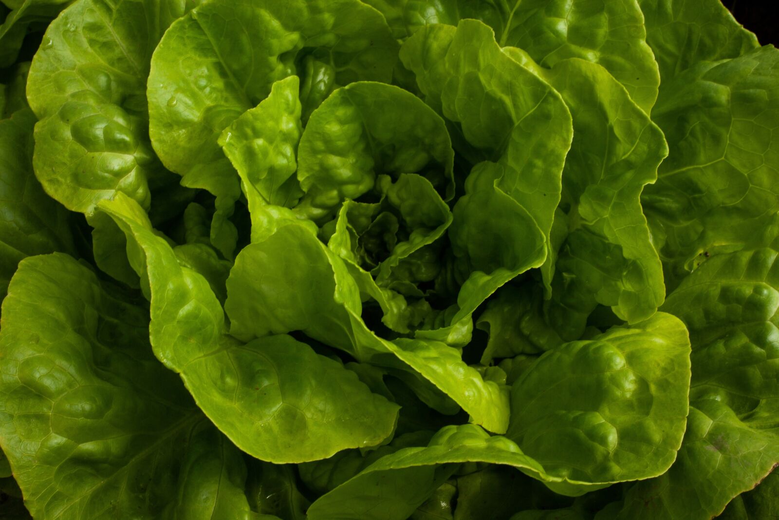 Canon EF 50mm F1.8 II sample photo. Salad, self-cultivation, fresh photography