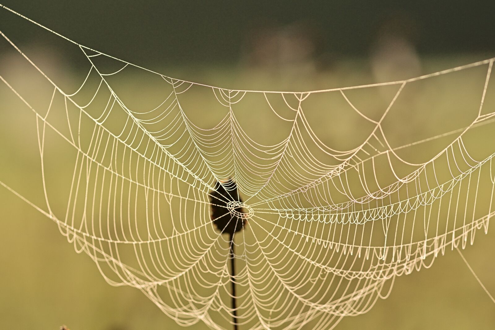 Nikon D5200 sample photo. Nature, autumn, cobweb photography